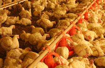 Comercio de Ovos Vana - Foto 1