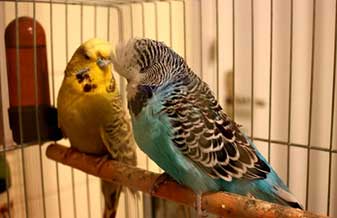 Agro Tavares - Foto 1