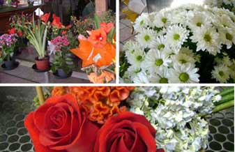 Floricultura Amizade - Foto 1