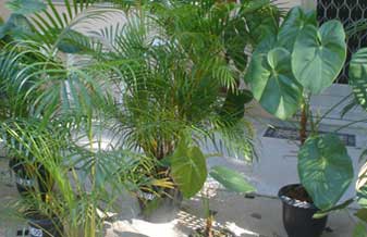 Center Flores - Foto 1