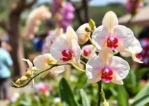 Festival de Orquídeas