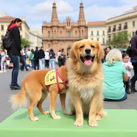 Pet Day